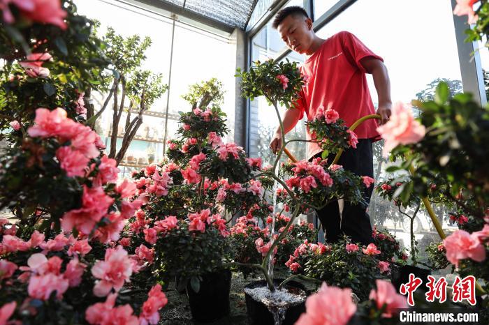 贵州花卉种植基地，自然之美与艺术之花的绚烂绽放