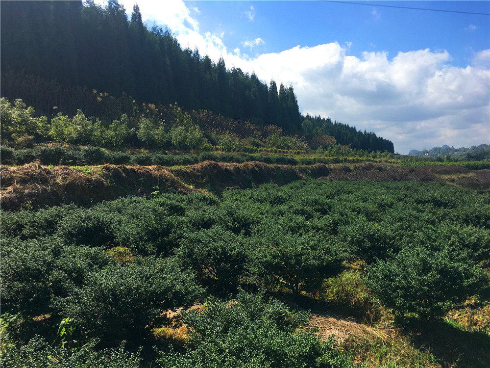 贵州绿植基地前十榜单，绿色宝藏探访胜地