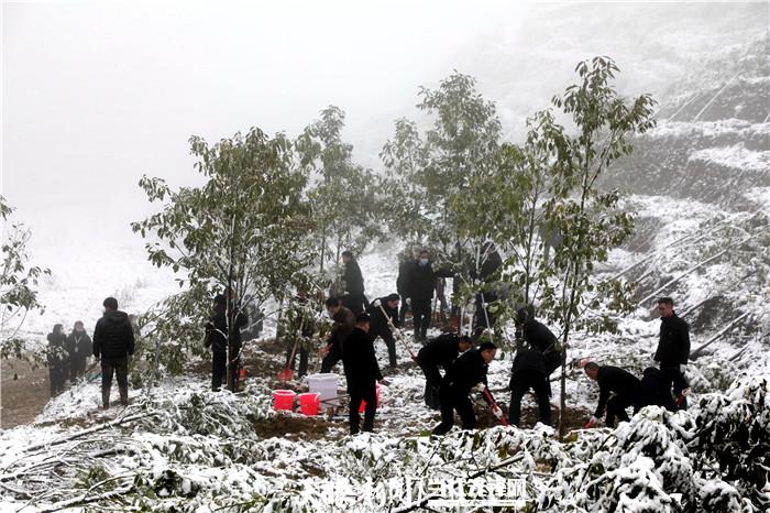 贵州绿植基地的品种多样与独特特色