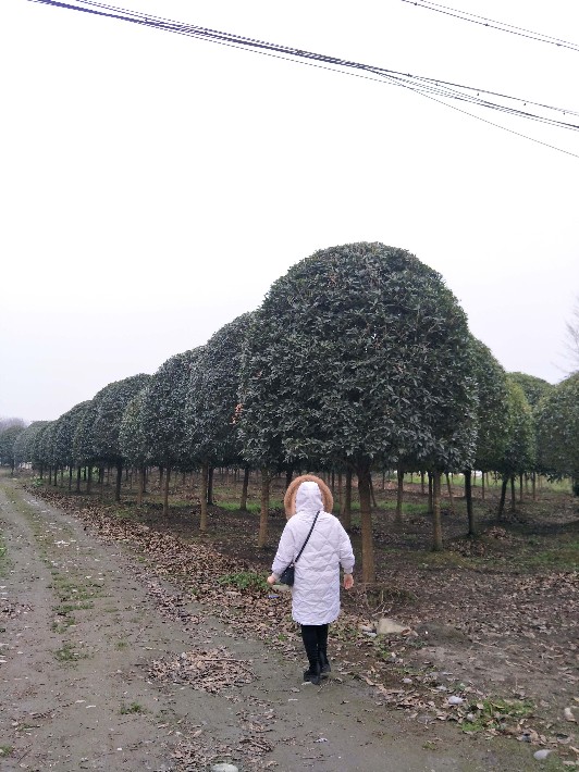 贵州绿化苗木基地地理位置与重要性概述