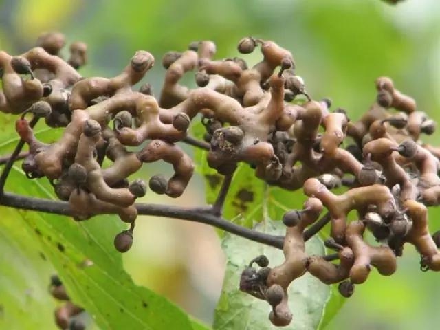 贵州当地植物特色概览