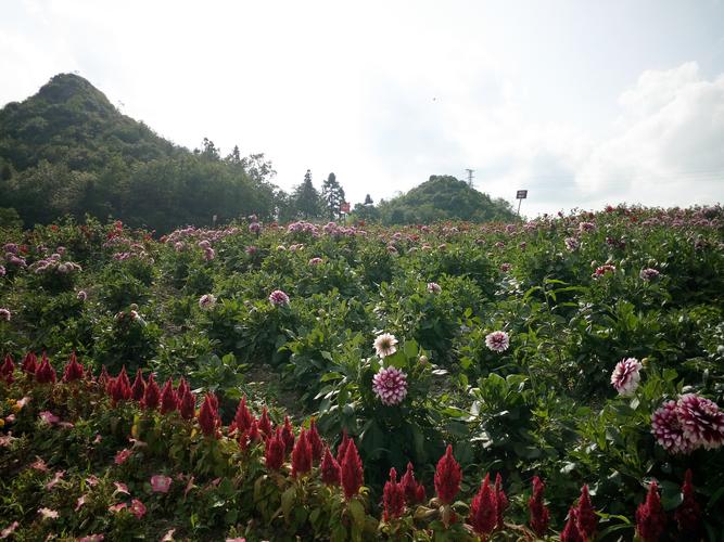 贵州本地植物，自然生态的璀璨瑰宝