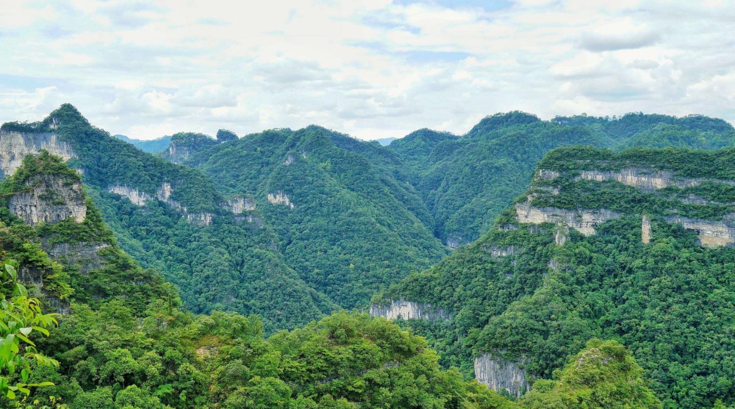 贵州植物品种，多彩自然宝藏的探秘之旅