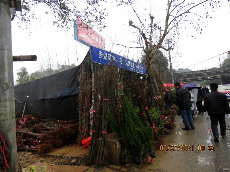 贵州苗木批发市场，地理位置与产业重要性