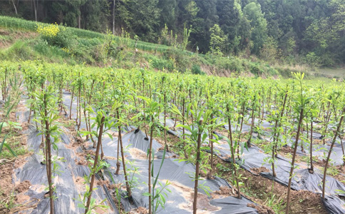 贵州苗木基地的优越地理位置与其在生态产业中的关键地位