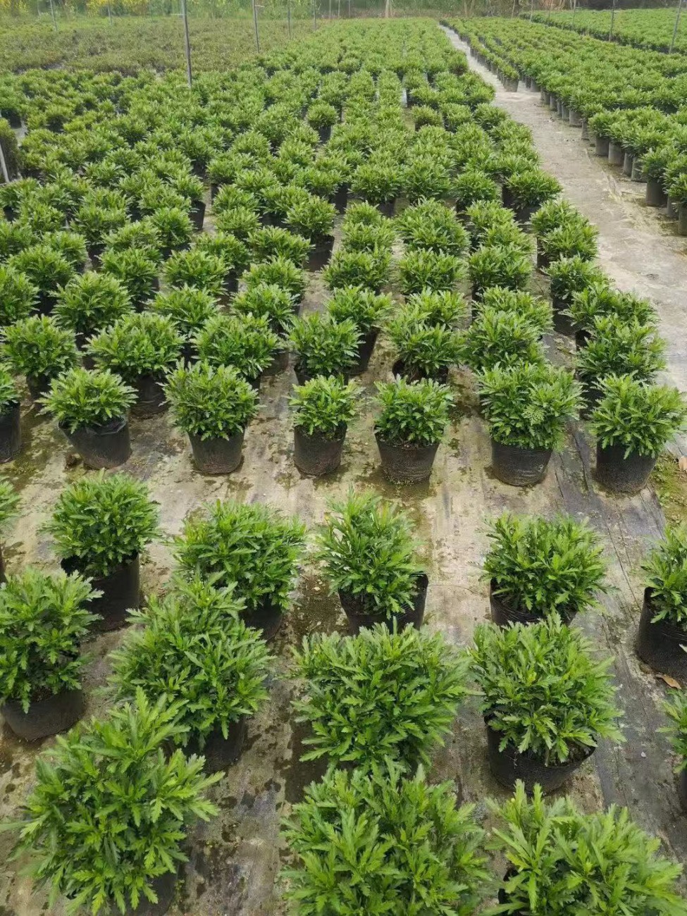 贵州常绿植物种植基地，生态繁荣与绿色发展的先锋