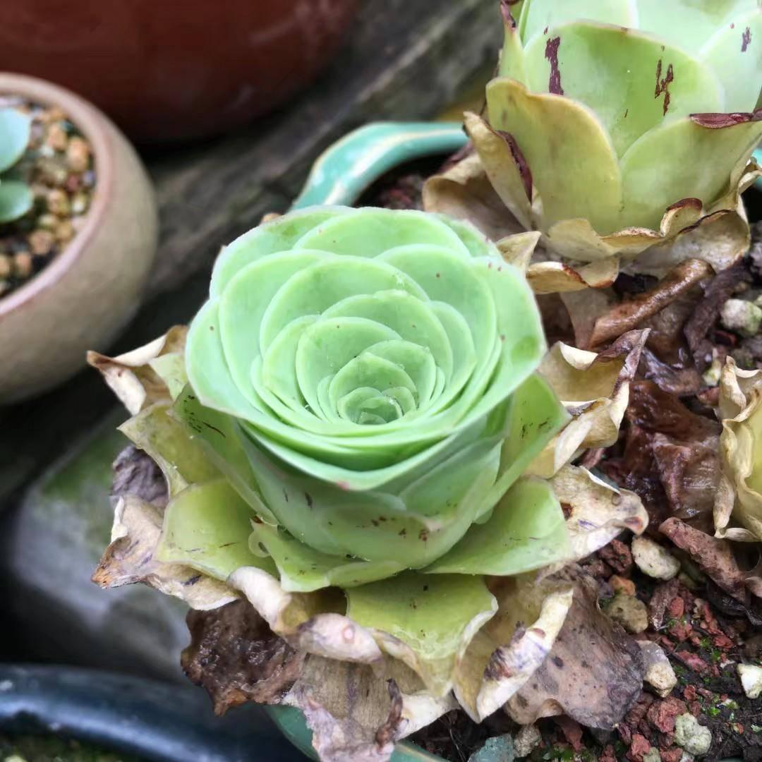 贵州常用植物的生态价值及其重要性