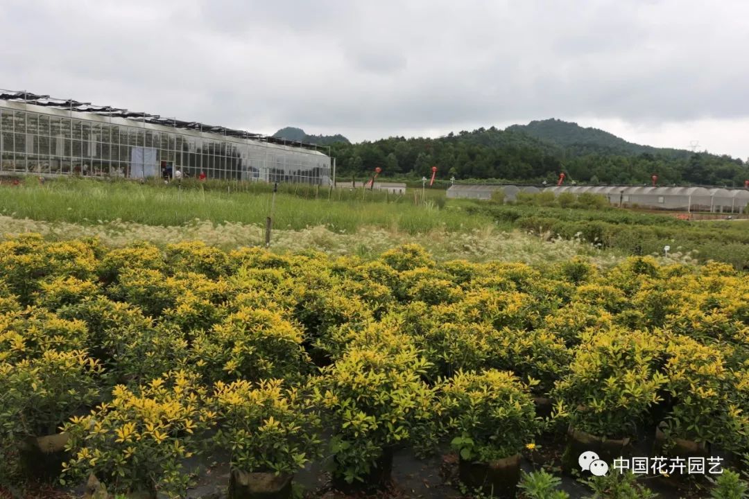 贵阳市花卉苗木示范基地，绿色发展的先锋典范