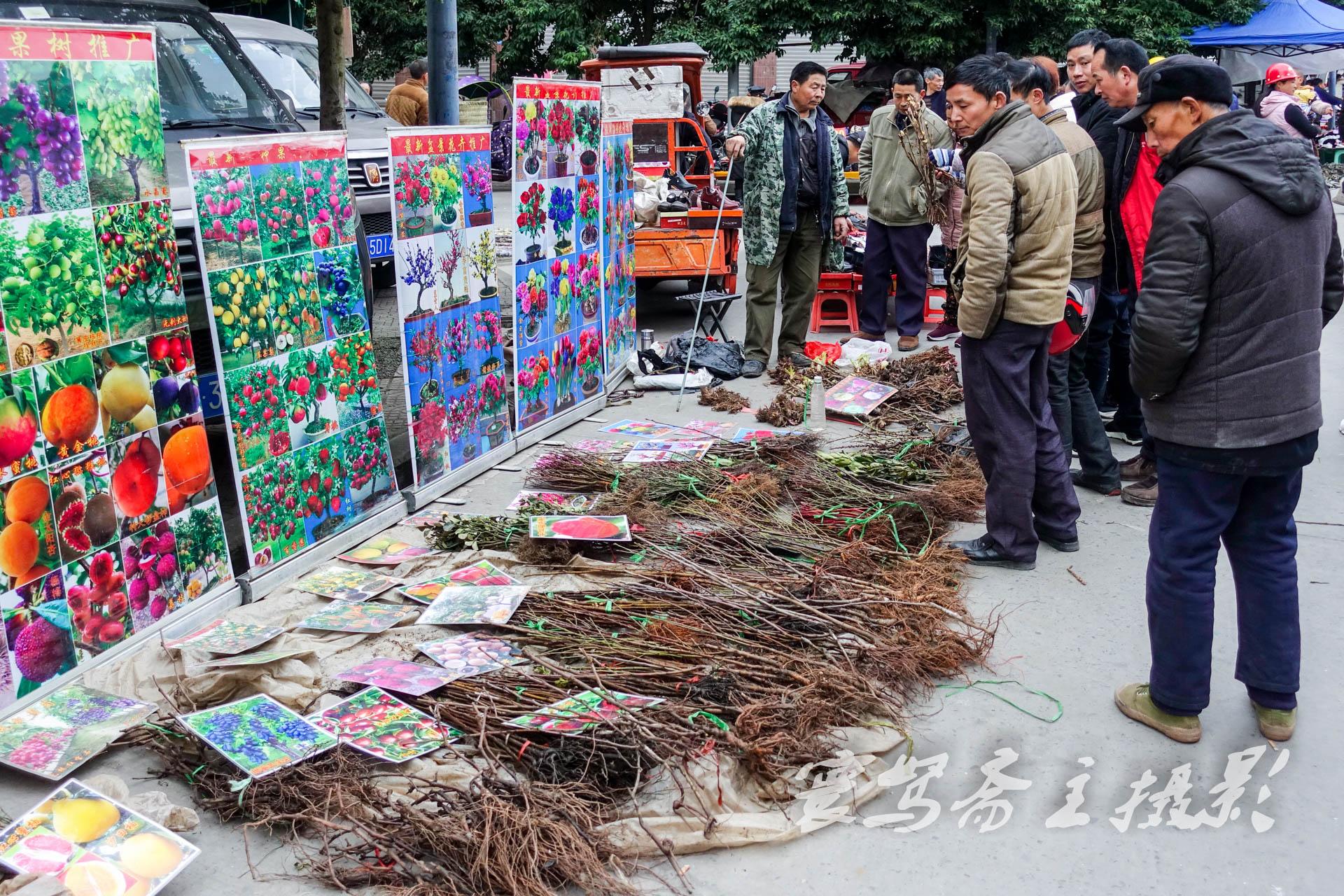 贵州省最大苗木市场深度解析