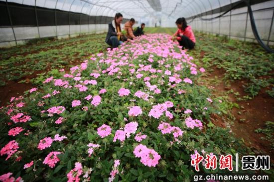 贵州半枝莲基地探秘，自然之美的寻访之旅