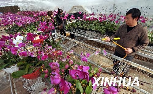 贵阳花卉批发基地，繁荣绿意之源