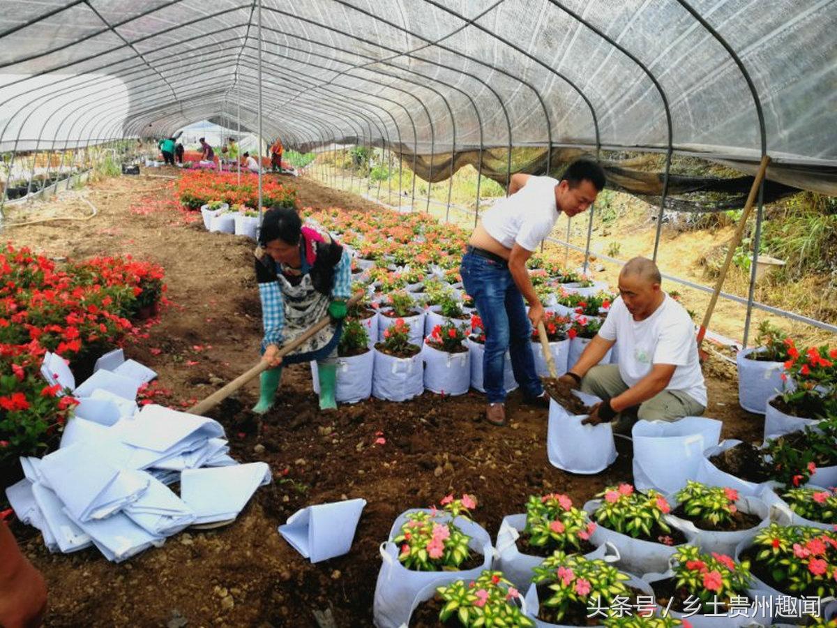 贵州花卉种植基地全景概览