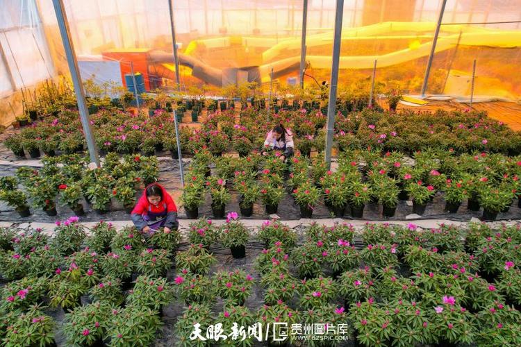 贵州花卉种植基地概览，地理位置与产业魅力探究