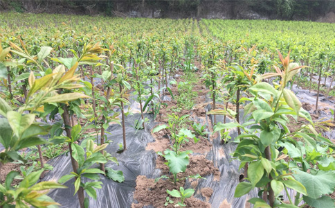 云南苗木种植批发基地，绿意事业与生态经济的领跑者