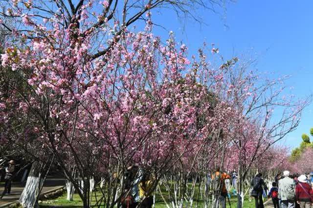 昆明苗木基地，优质种苗首选批发地