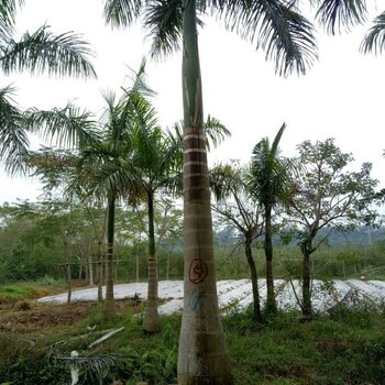 云南绿植批发基地，生态产业繁荣之源