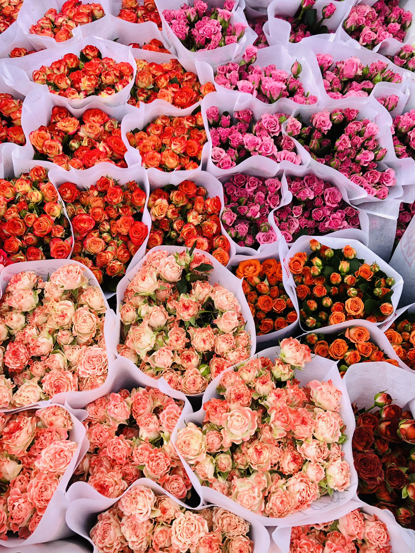 昆明斗南花卉市场，缤纷花海探秘