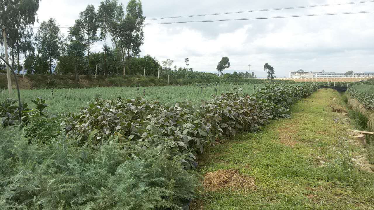 云南苗木种植批发基地地址，开启绿色财富之门