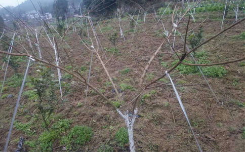 云南苗木种植批发基地全景概览