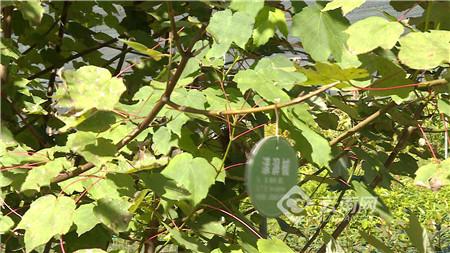 探访云南最大苗圃基地，生态王国的绿意盎然与联系电话揭秘