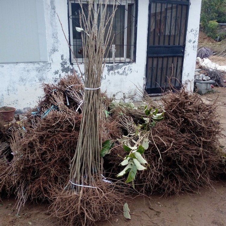 昆明果树苗批发市场地址与重要性解析