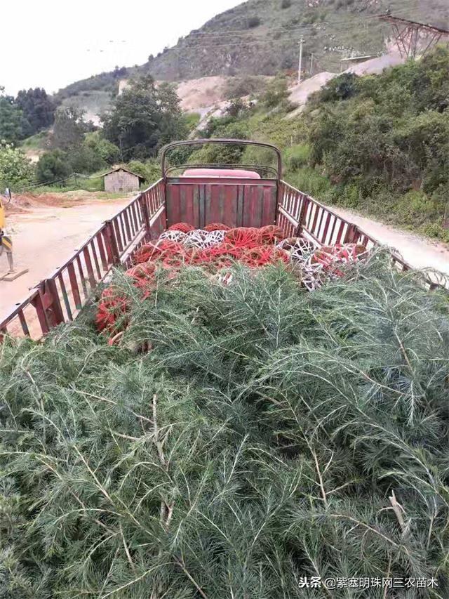 云南苗木种植基地探秘，绿色宝藏的地理优势与种植概览