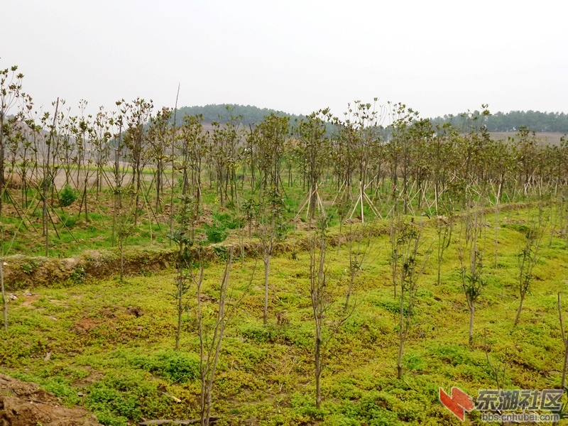 咸宁苗木基地的地理位置与重要性解析