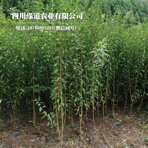 云南苗木基地探寻绿色财富之源