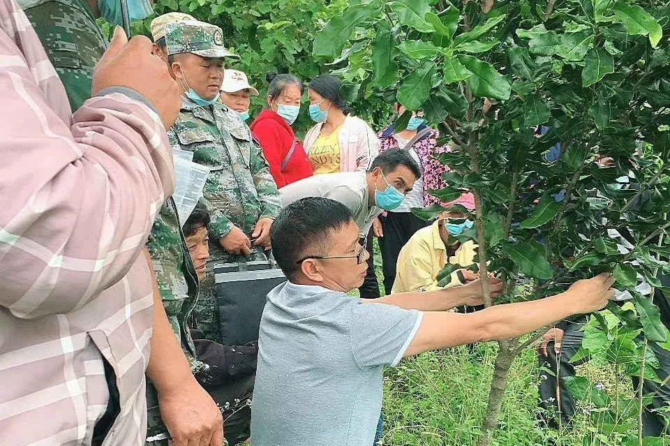 水冬瓜树与旱冬瓜树的区别解析