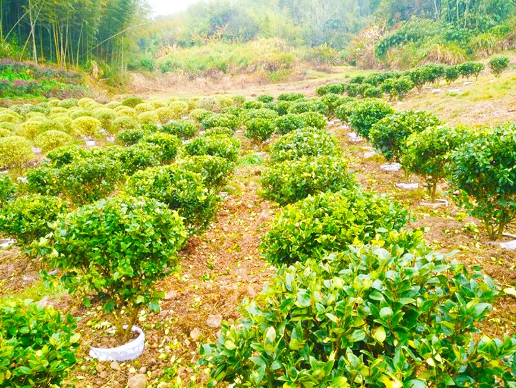 福建苗木基地，绿色生态的繁荣之源