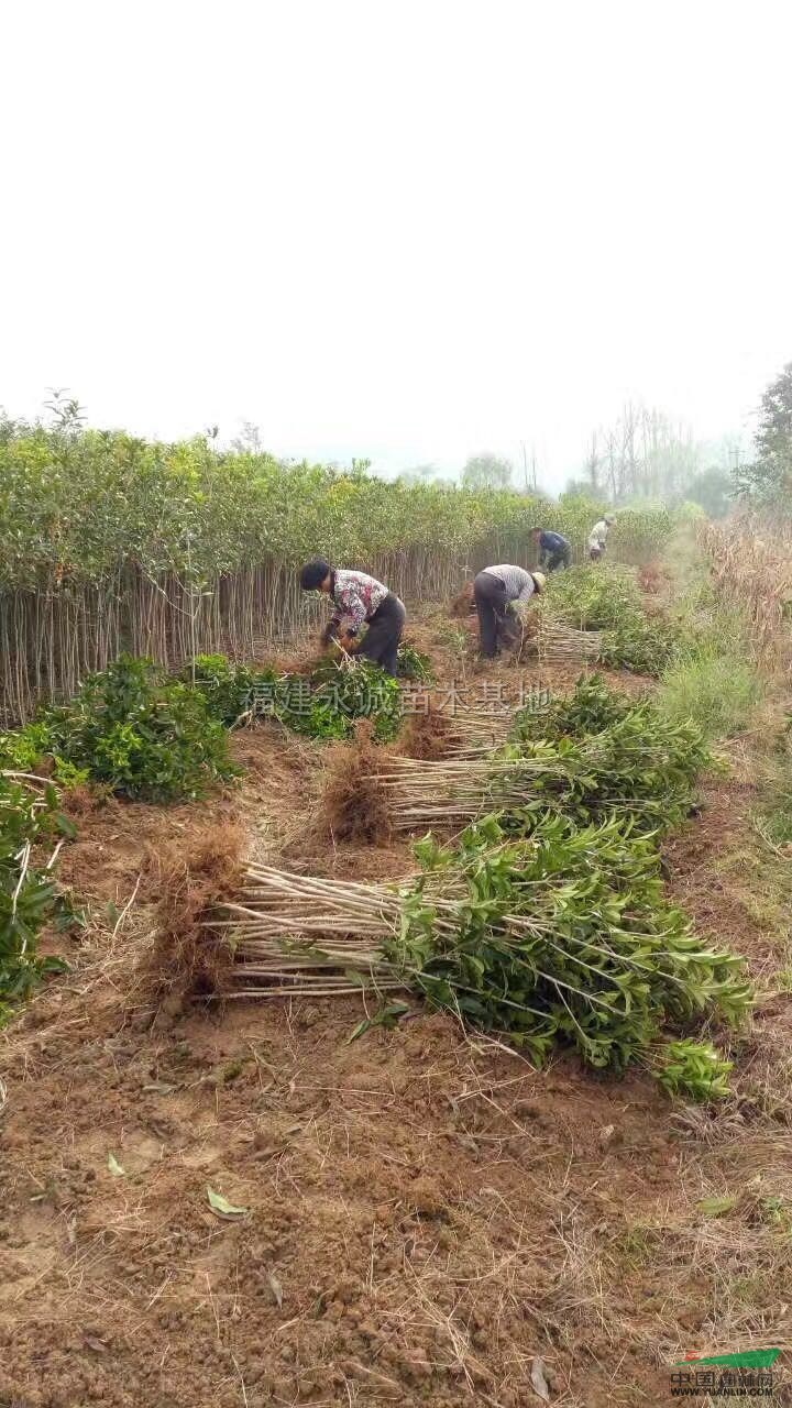 福建苗木求购信息，探寻绿色财富之门