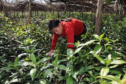 福建苗木基地，生态绿洲的丰富多样性概览