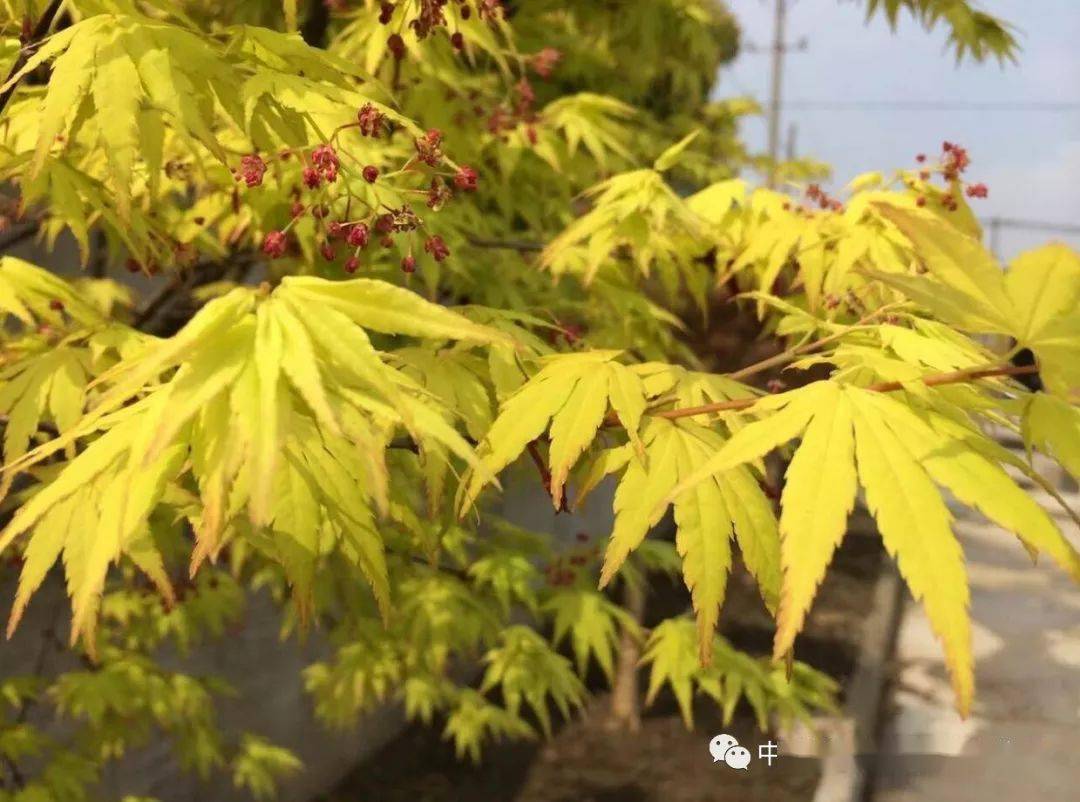 江苏苗圃的密集分布与繁荣探寻之旅