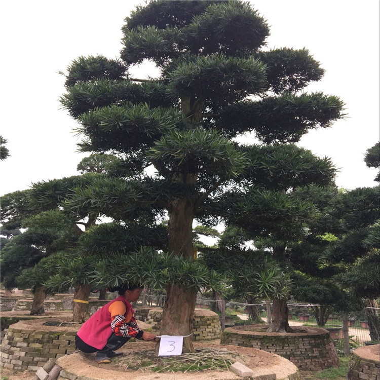 福建苗木基地的罗汉松，古老魅力的独特展现