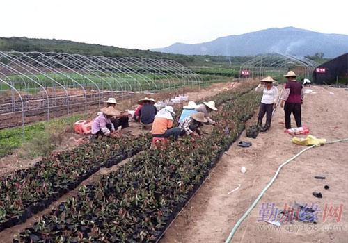 福建绿化苗木基地，生态建设的绿色动力之源