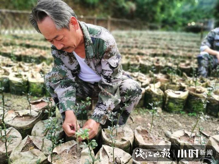 江浙沪最大苗木基地，繁荣生态与绿色发展的先驱