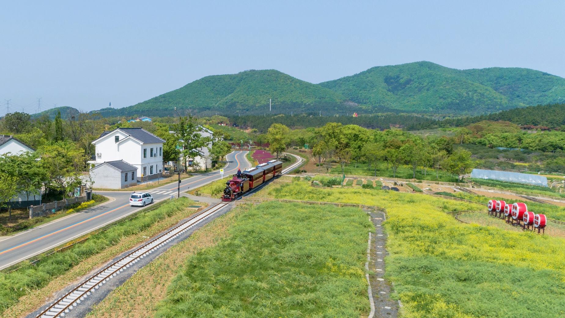 江苏常州苗木交易市场，繁荣绿意展现舞台