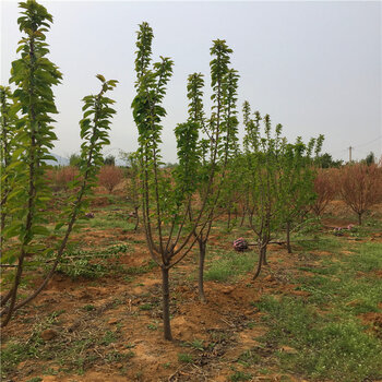 江苏苗木批发市场，繁茂绿意展现市场繁荣