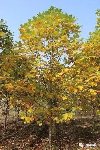 北京苗圃基地位置与重要性概述