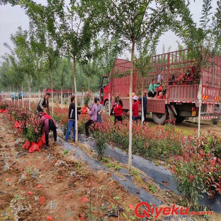 西安苗木基地，繁荣生态与绿色发展的见证者