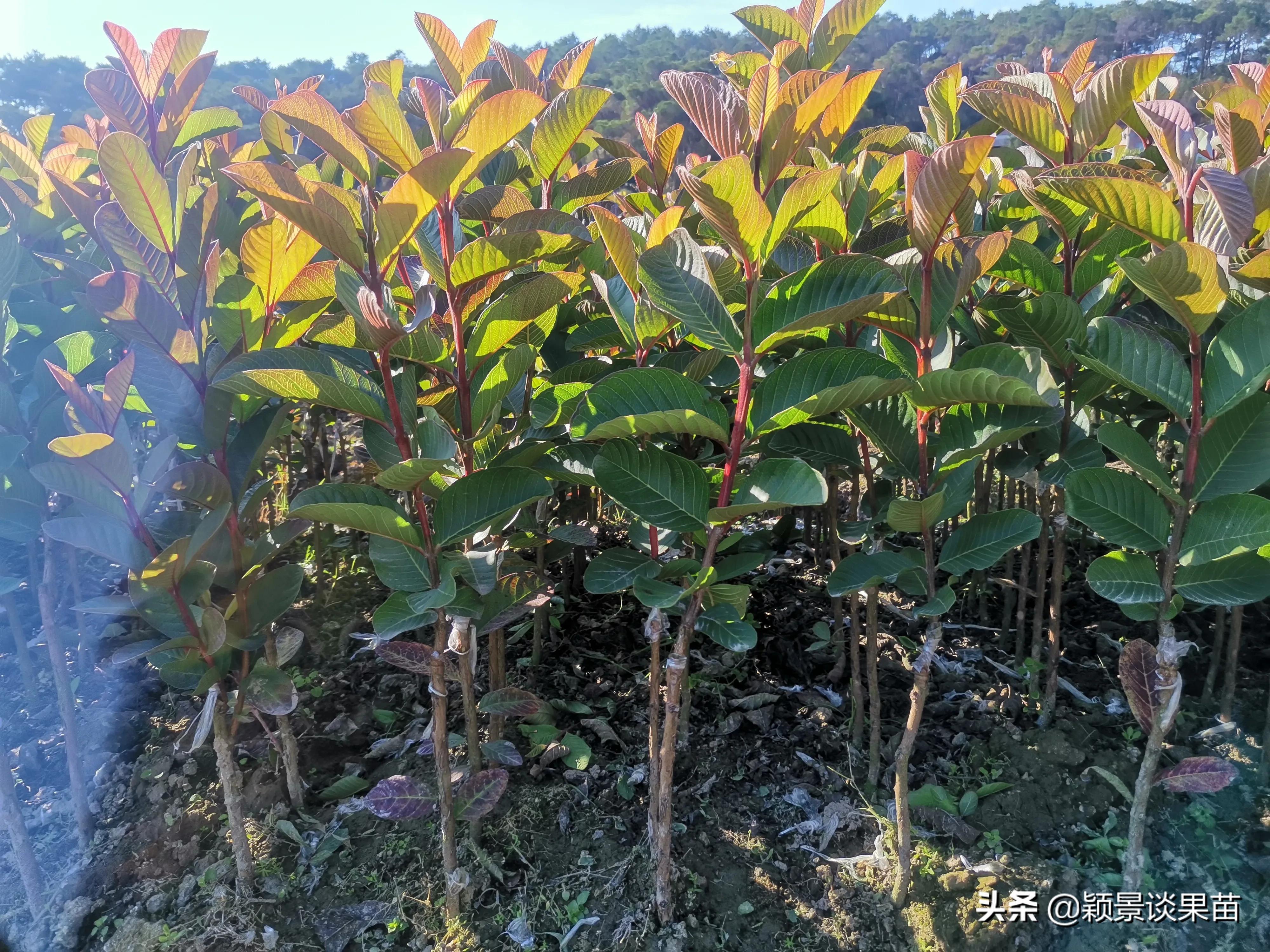 海南苗木基地群，绿色生态繁荣的源泉