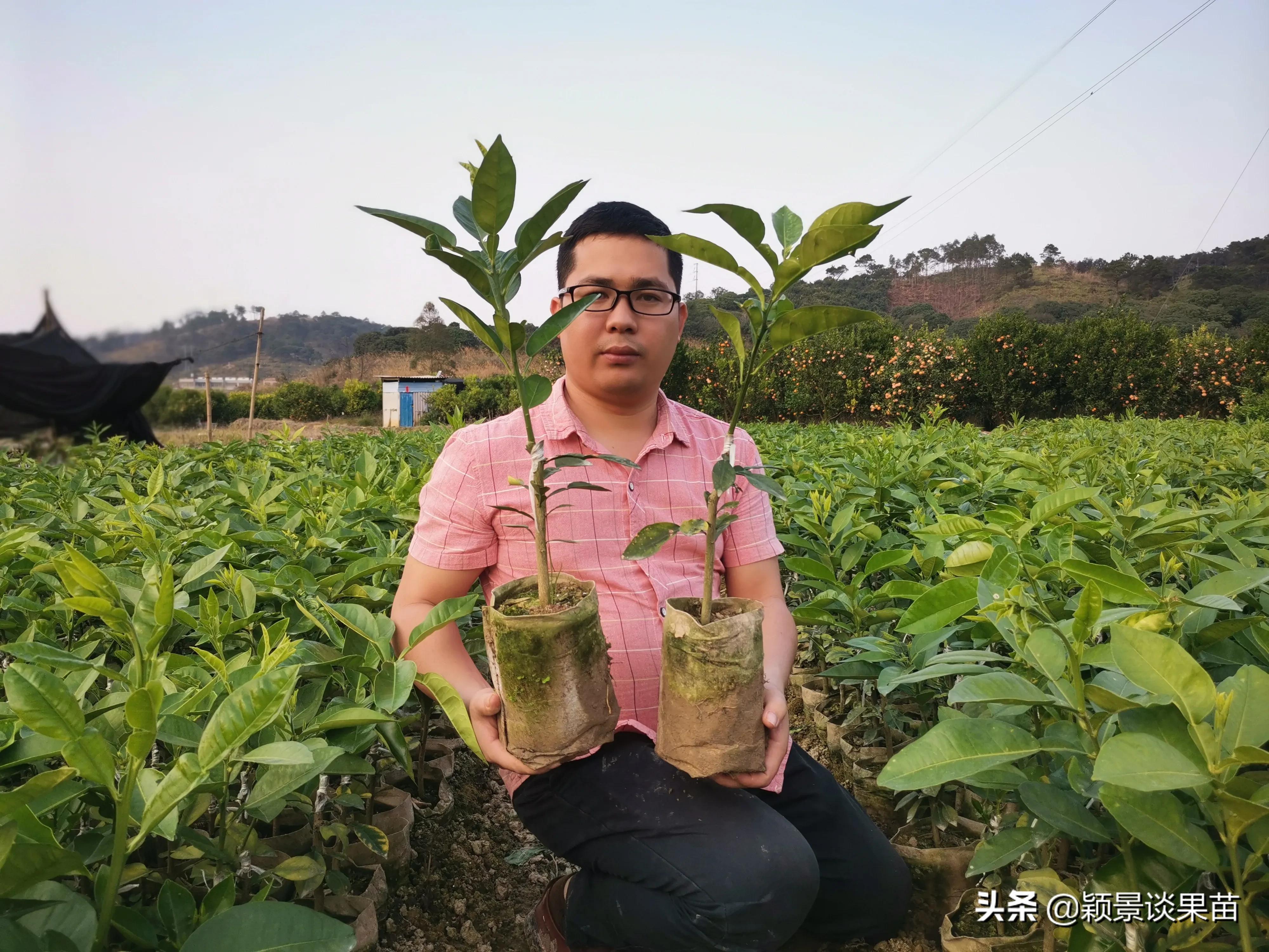 海南果树苗批发市场的繁荣与机遇探索，市场地址及产业展望