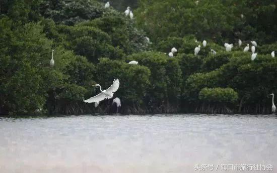 海口最大树苗基地深度探秘之旅