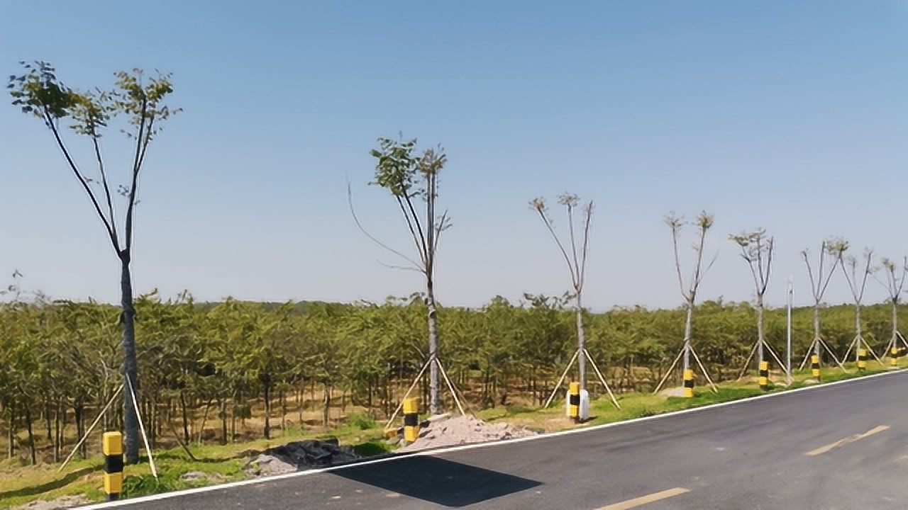 全国最大苗圃基地揭秘，绿色之源的奥秘探寻