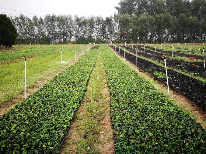 天津苗木种植基地，绿色先锋引领发展之路