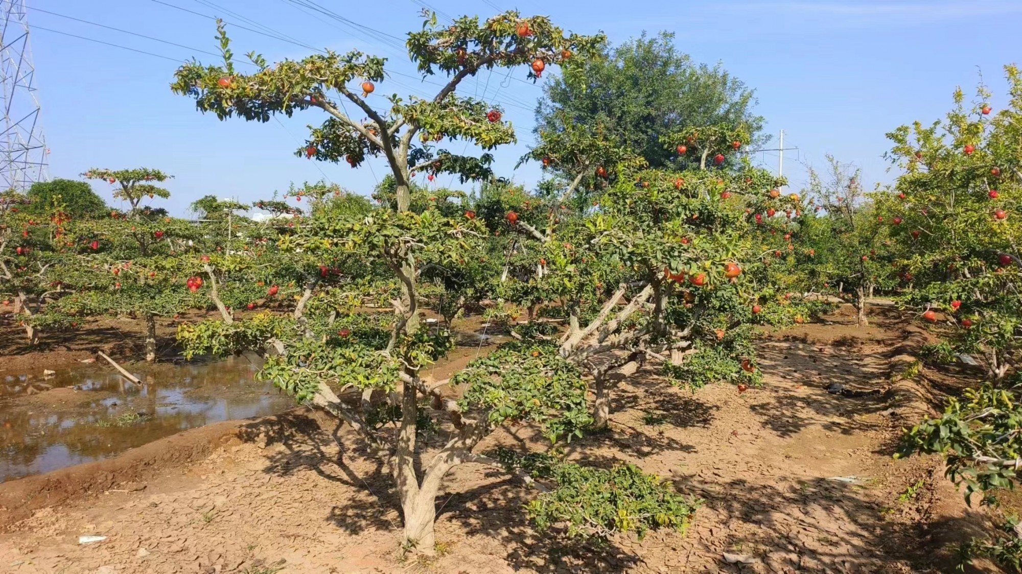 蓟县苗圃批发市场位置及概况介绍