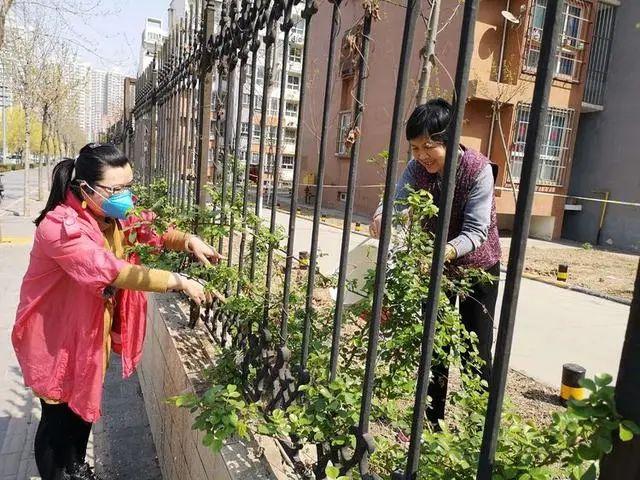 邯郸花卉市场探秘，鲜花批发一览城市之美