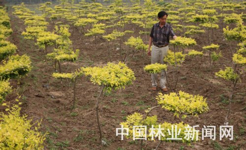 蓟县苗木种植镇，绿色生态发展之旅