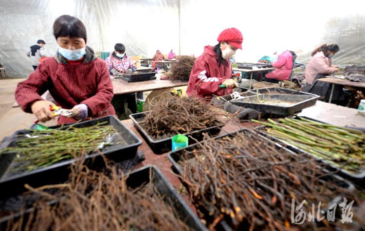 邯郸花卉批发市场的位置概览