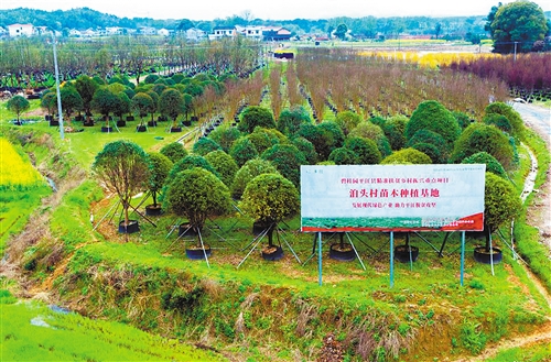 浙江省苗木种植基地，绿意产业的繁荣之旅